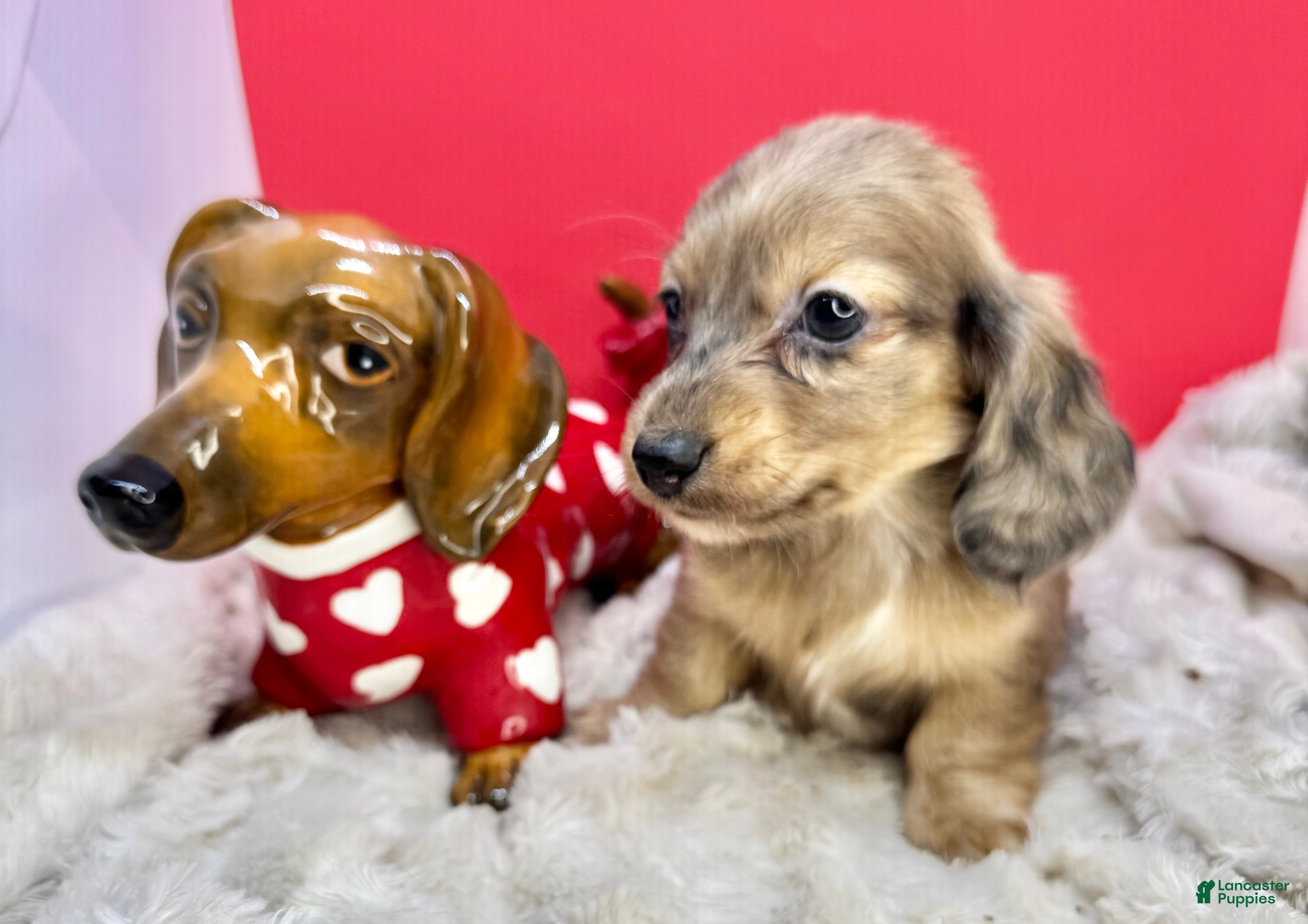 Miniature Dachshund dogs Cream dapple - Ad 18
