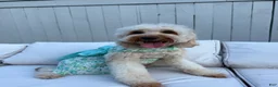 Irish Doodle dogs for sale: Prince naveen 🐸 - Ad 2