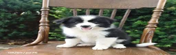 Mixed Breed dogs for sale: Dora - Ad 4