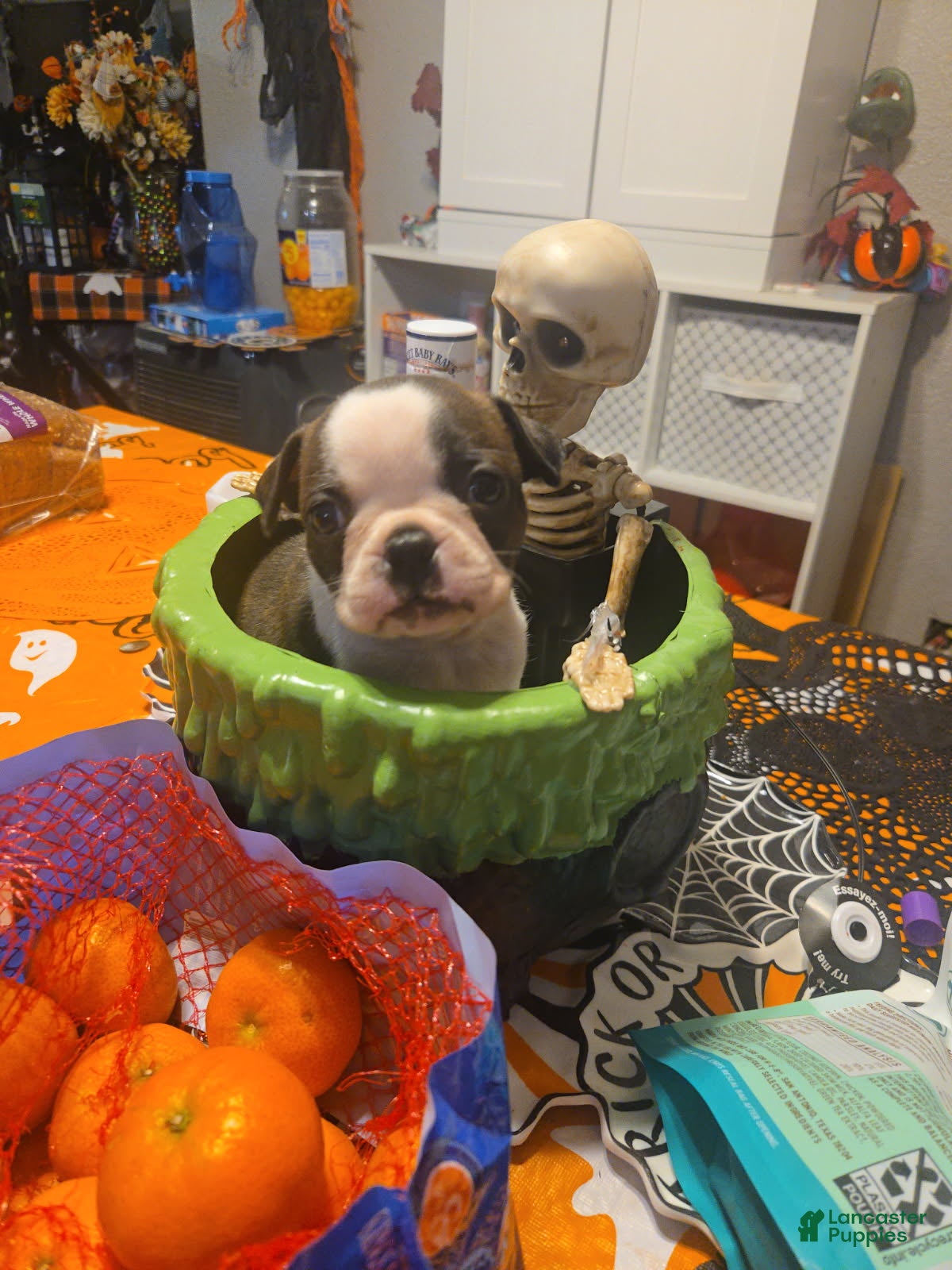 Boston Terrier dogs Britney - Ad 4