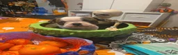 Boston Terrier dogs for sale: Britney - Ad 1