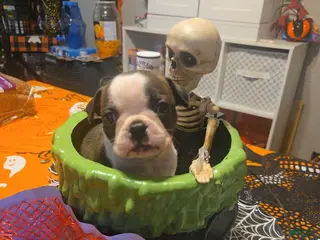 Boston Terrier dogs Britney - Ad 4
