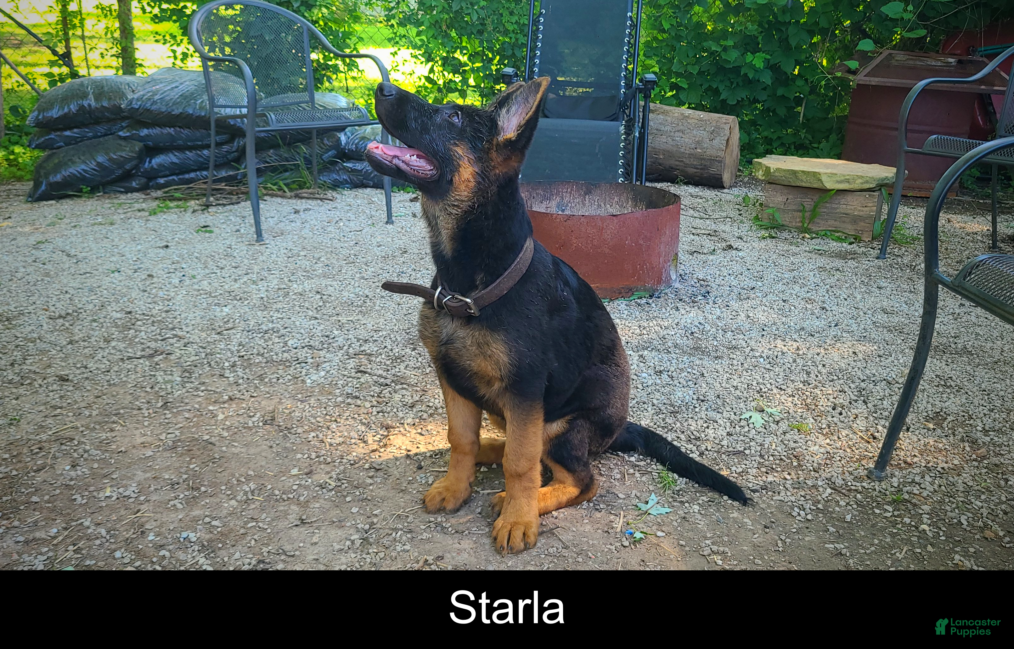German Shepherd dogs Starla - Ad 1