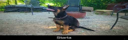 German Shepherd dogs for sale: Starla - Ad 1