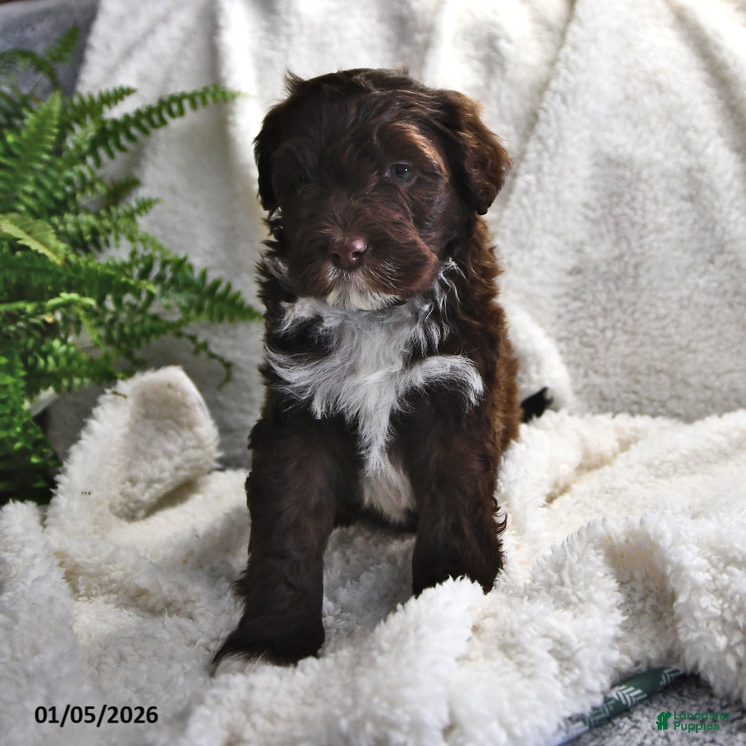 Portuguese Water Dog dogs for sale: Dime - Ad 7