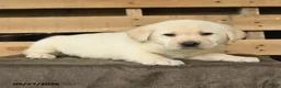 Labrador Retriever dogs for sale: Fara - Ad 2
