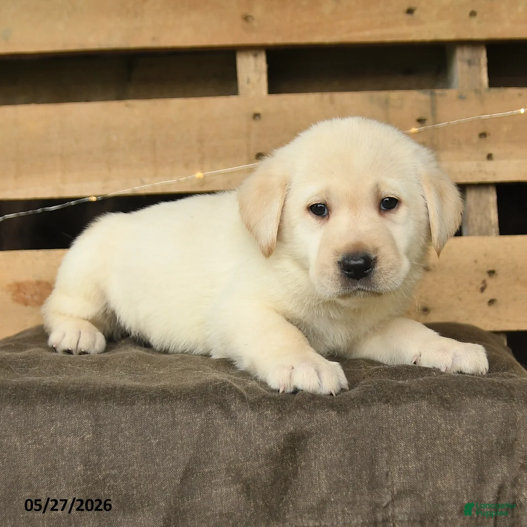 Labrador Retriever dogs for sale: Fara - Ad 2