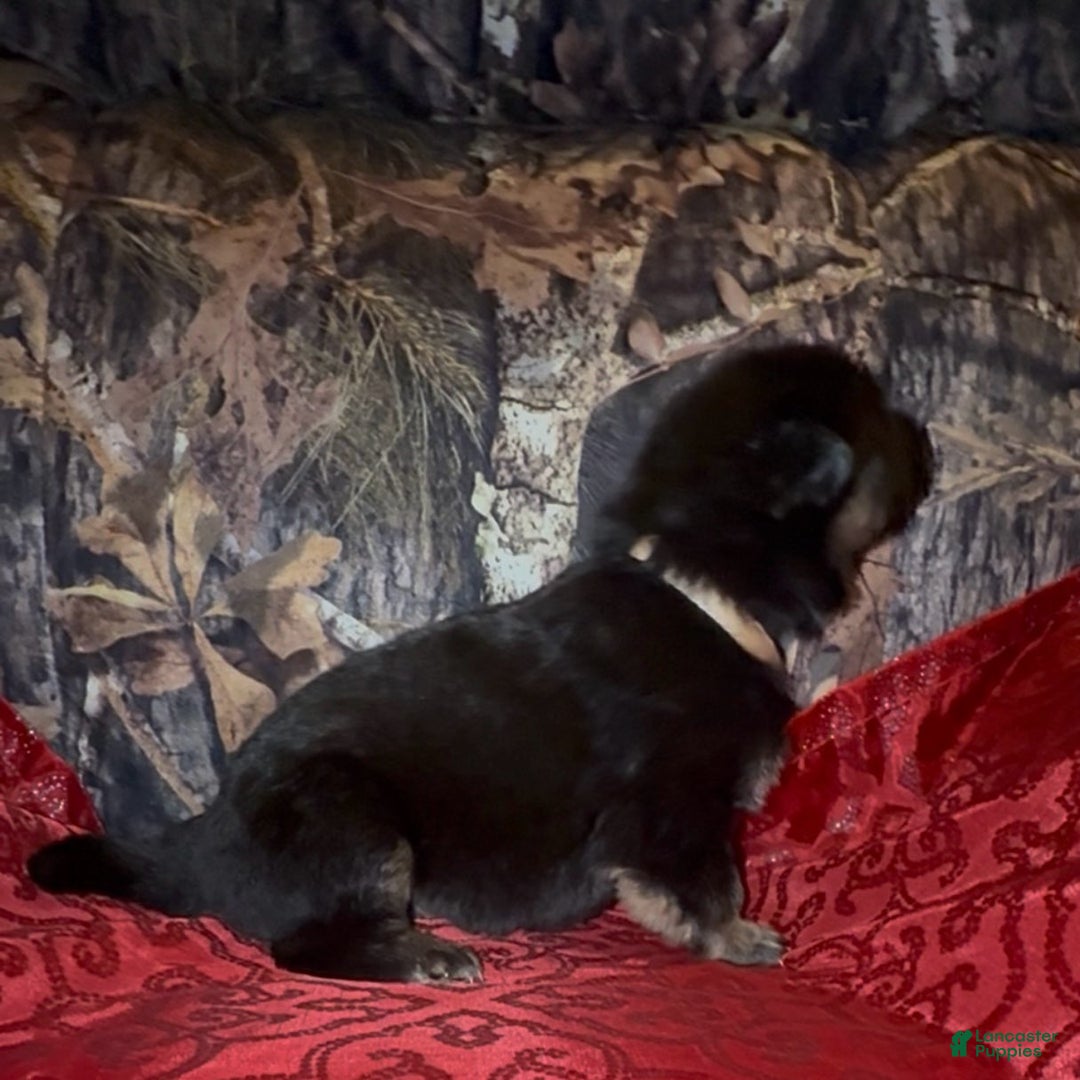 German Shepherd dogs for sale: SUPA - Ad 20