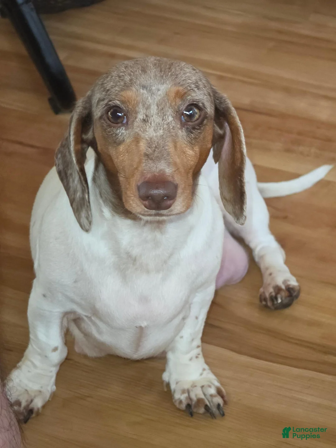 Dachshund dogs for sale: Dachshund 1 - Ad 11
