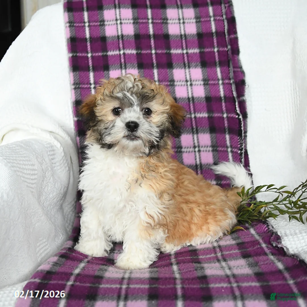 Teddy Bear dogs for sale: Murphy - Ad 1