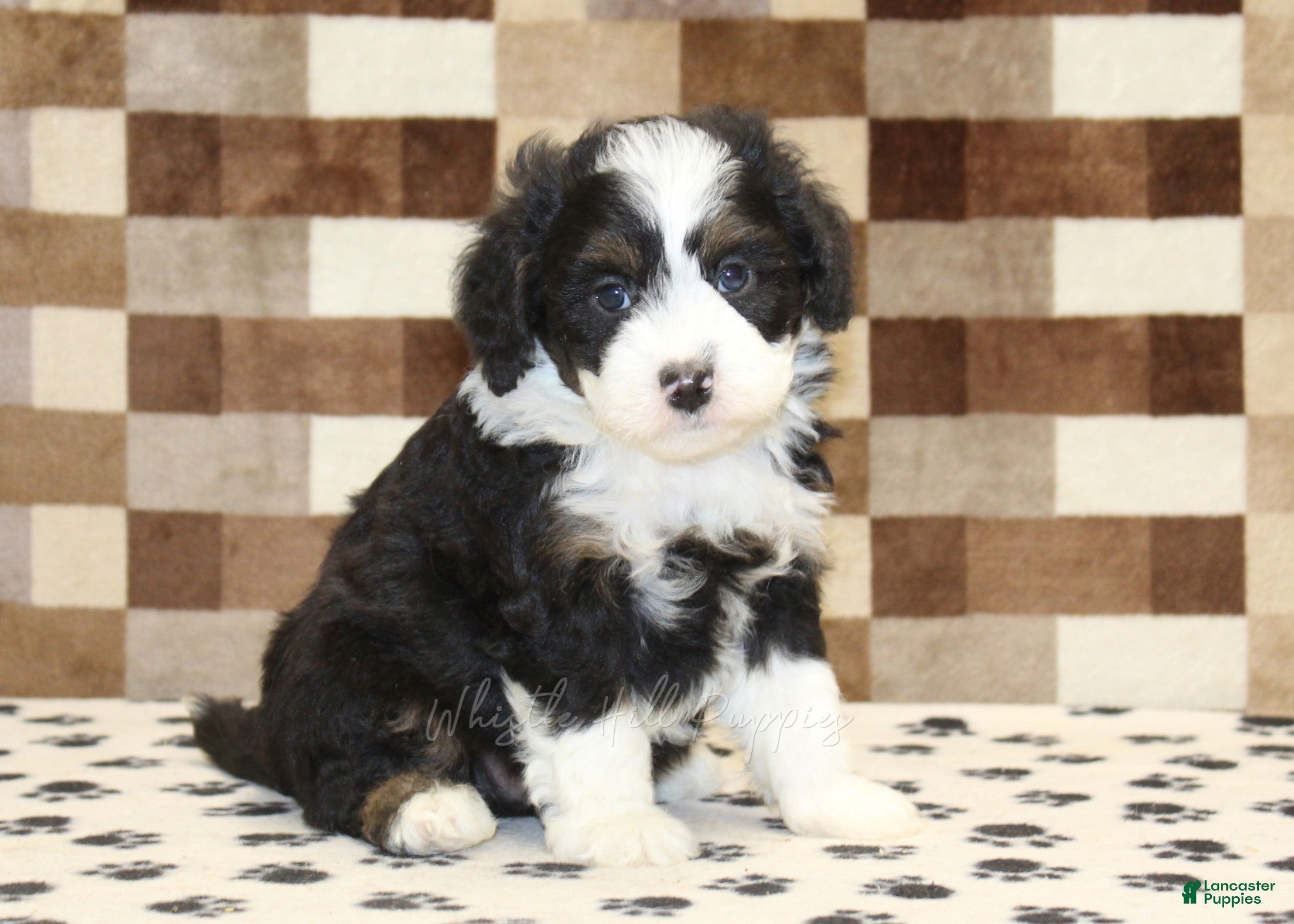 Mini Bernedoodle dogs King - Ad 1