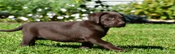 Labrador Retriever dogs for sale: Choco - Ad 9
