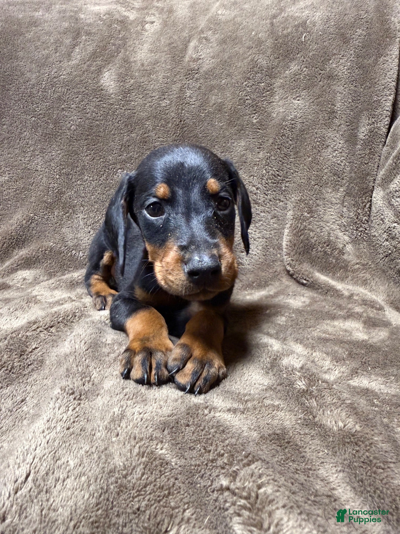 Doberman Pinscher dogs Celeste - Ad 42