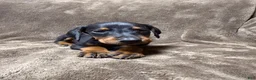 Doberman Pinscher dogs for sale: Celeste - Ad 1