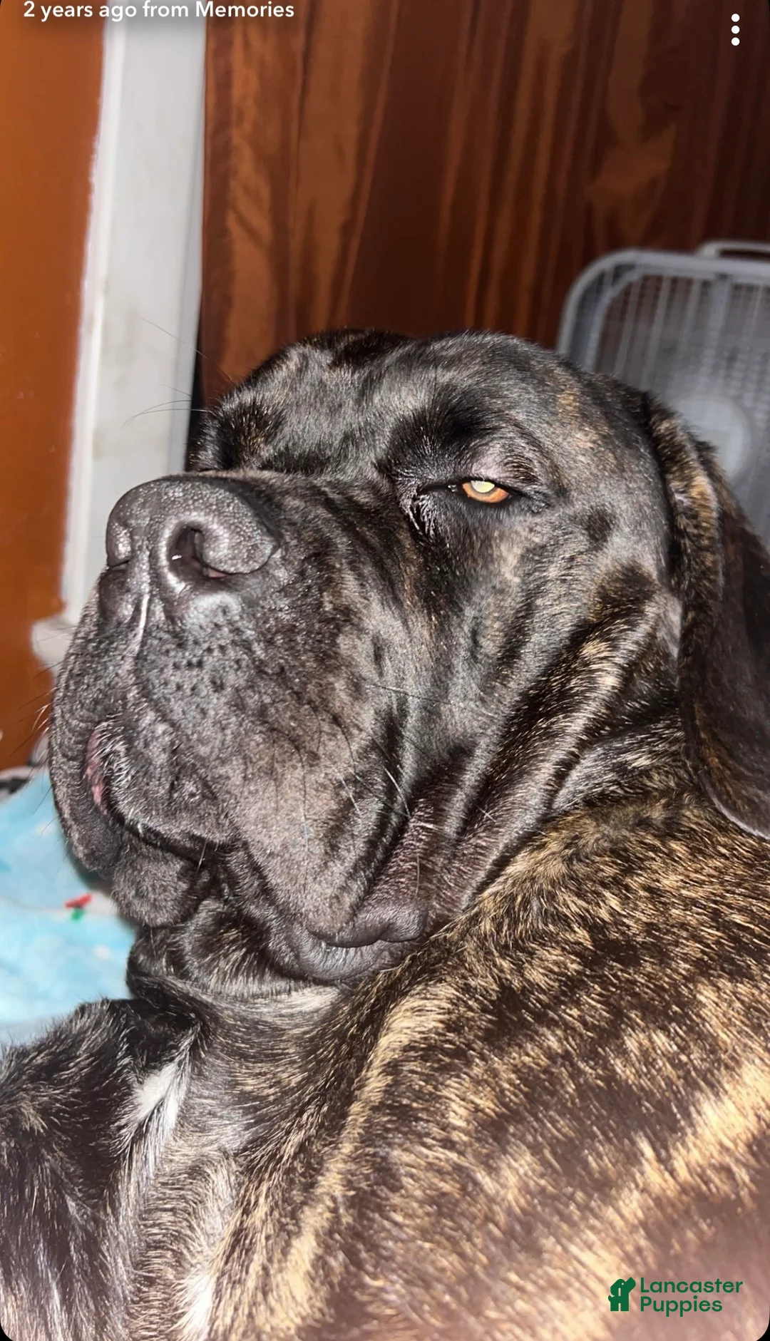 Cane Corso dogs for sale: Clapper- blue boy - Ad 6