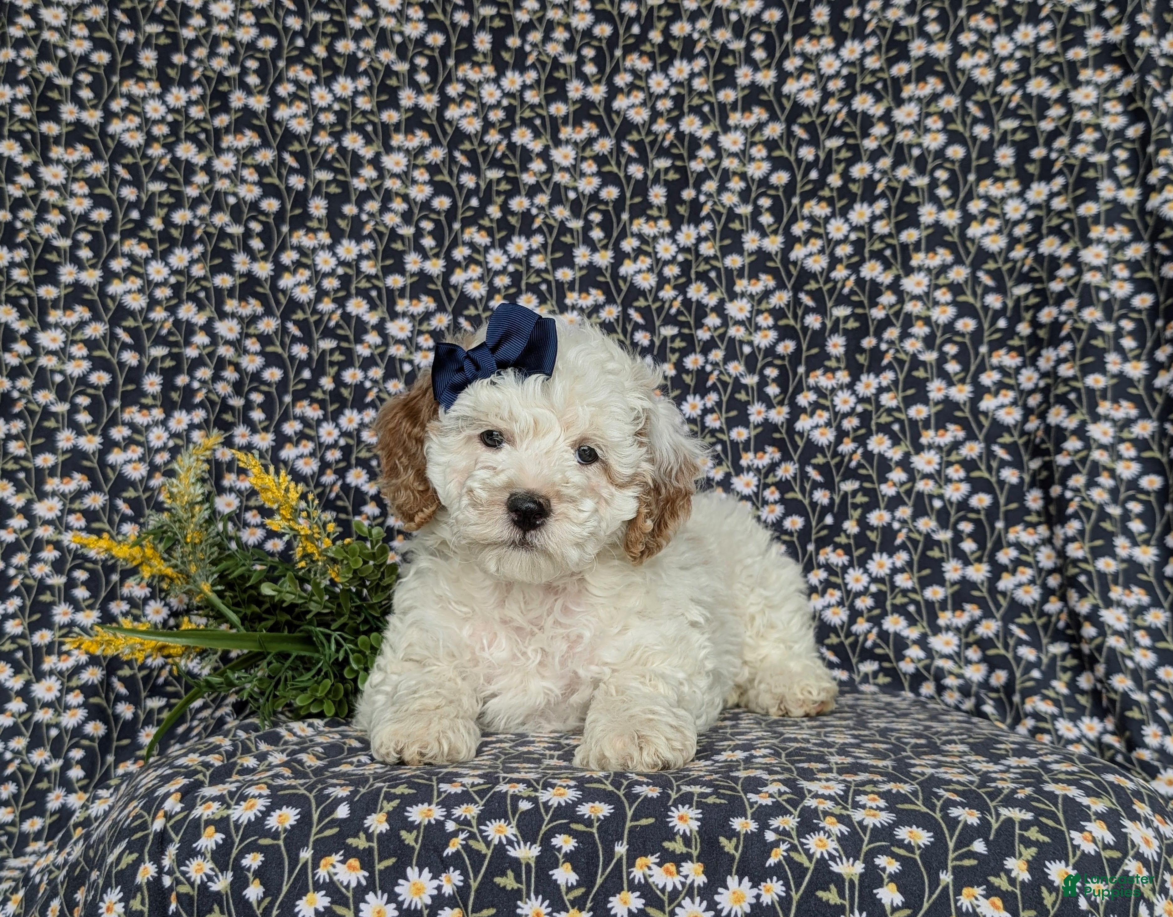 Miniature Poodle dogs for sale: Pilar - Ad 5