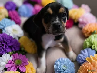 Mixed Breed dogs Rosie - Ad 2