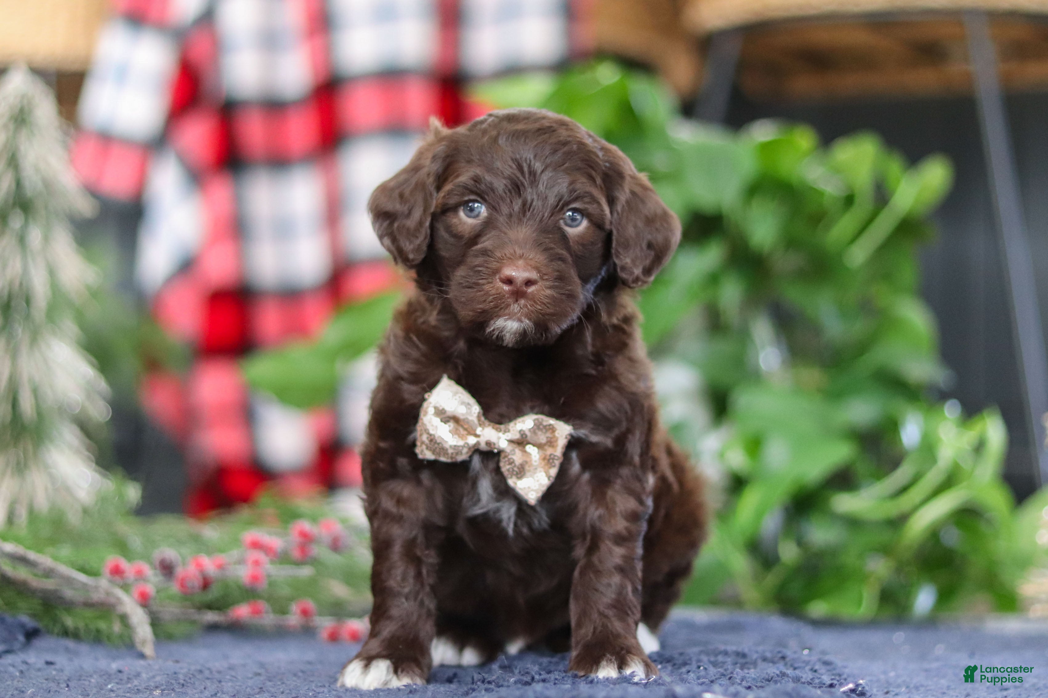 Portuguese Water Dog dogs Sonny - Ad 4