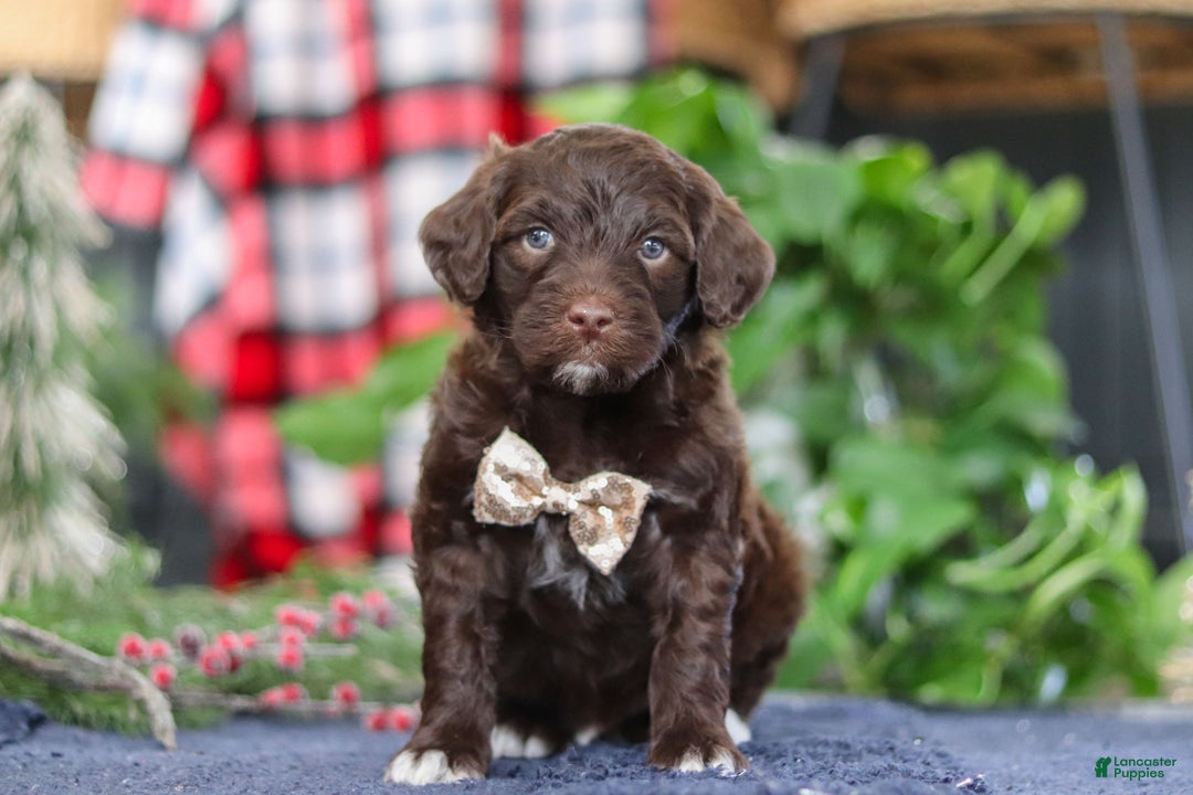 Portuguese Water Dog dogs for sale: Sonny - Ad 1