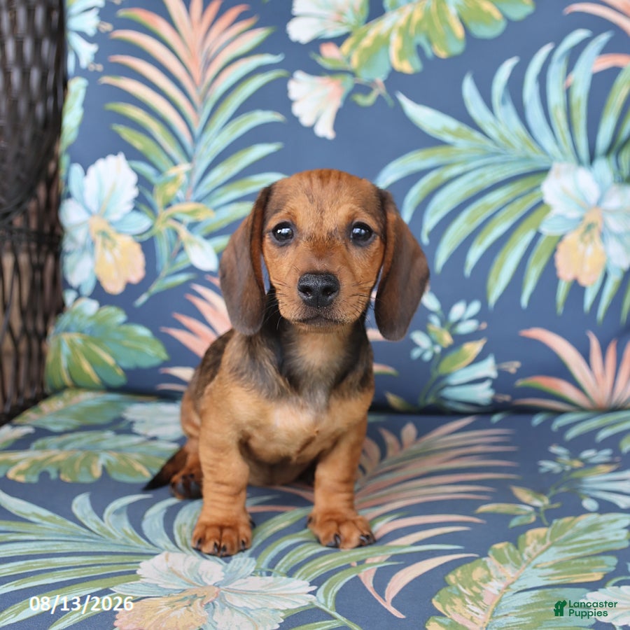 Miniature Dachshund dogs Josie - Ad 1