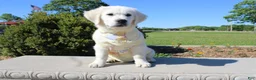 Golden Retriever dogs for sale: Chester - Ad 6