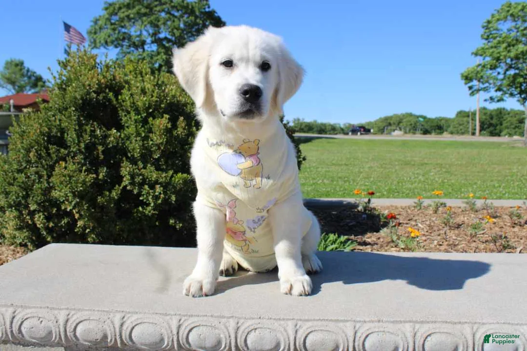 Golden Retriever dogs for sale: Chester - Ad 6