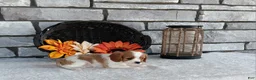 Cavalier King Charles Spaniel dogs for sale: Taffy - Ad 3