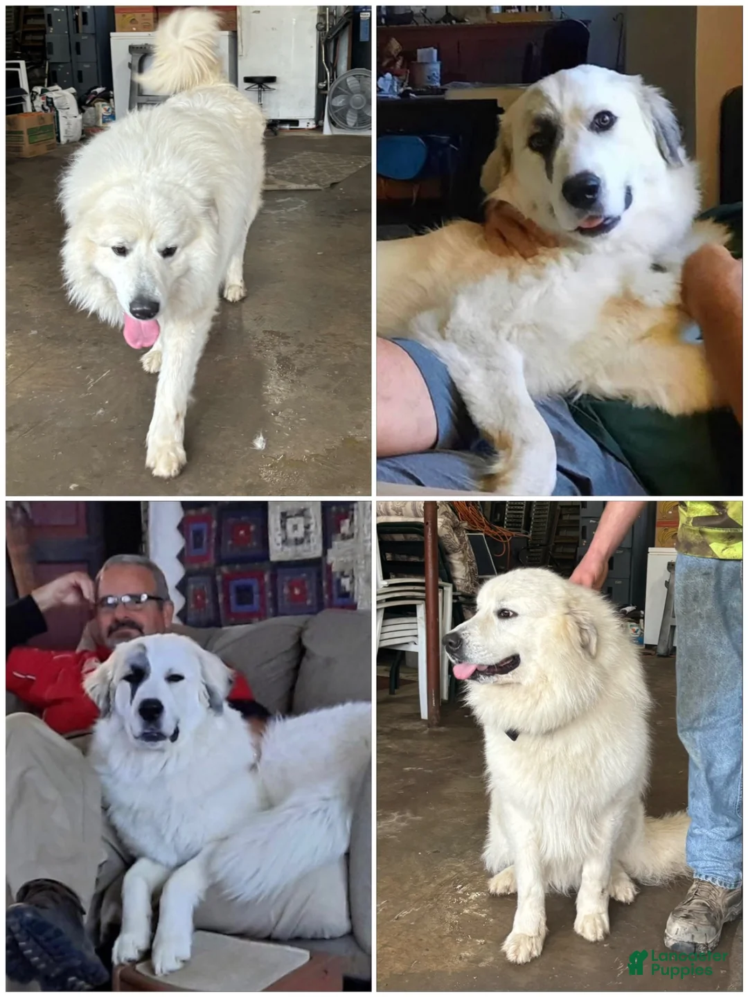 Great Pyrenees dogs for sale: Great Pyrenees 5 - Ad 3