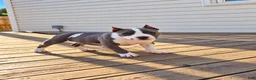 American Bully dogs for sale: 9x Kennels Marilyn Monroe  - Ad 1
