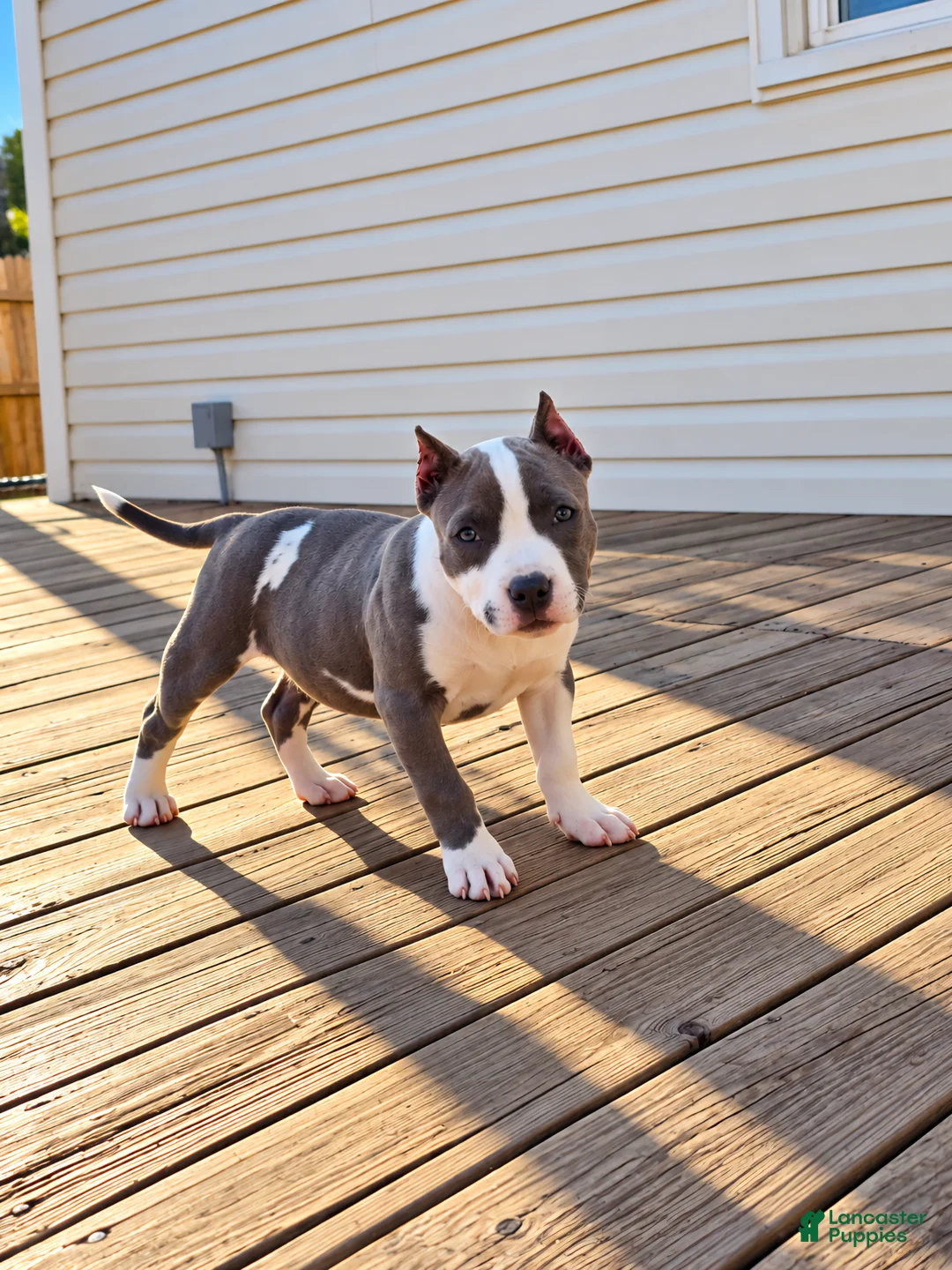 American Bully dogs for sale: 9x Kennels Marilyn Monroe  - Ad 1