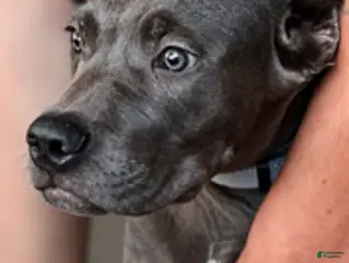 Cane Corso dogs Mystic - Ad 5