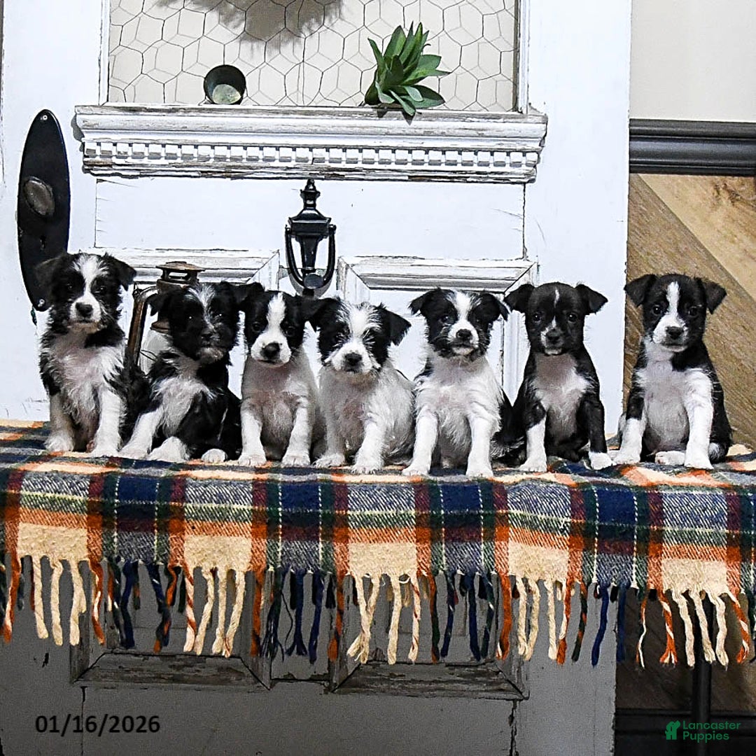Mixed Breed dogs for sale: Harper - Ad 3