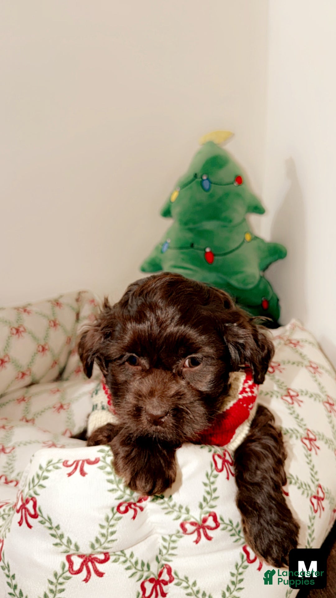 Shihpoo dogs for sale: Maverick  - Ad 2