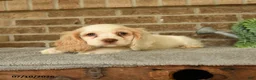 English Cocker Spaniel dogs for sale: Jojo - Ad 3