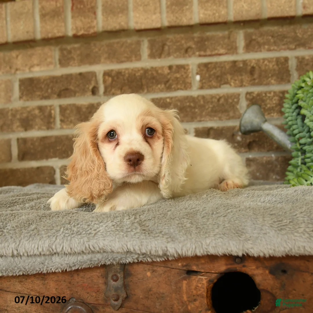 English Cocker Spaniel dogs for sale: Jojo - Ad 3