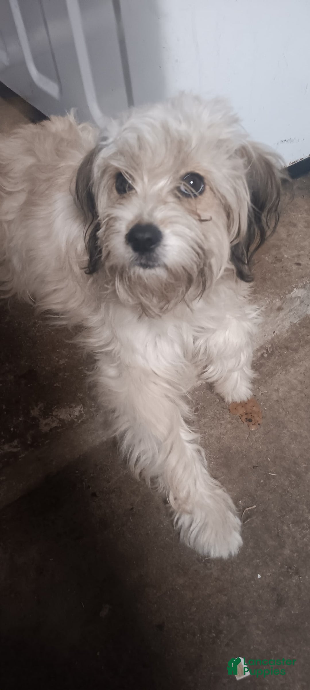 Gallery Image {{count}}