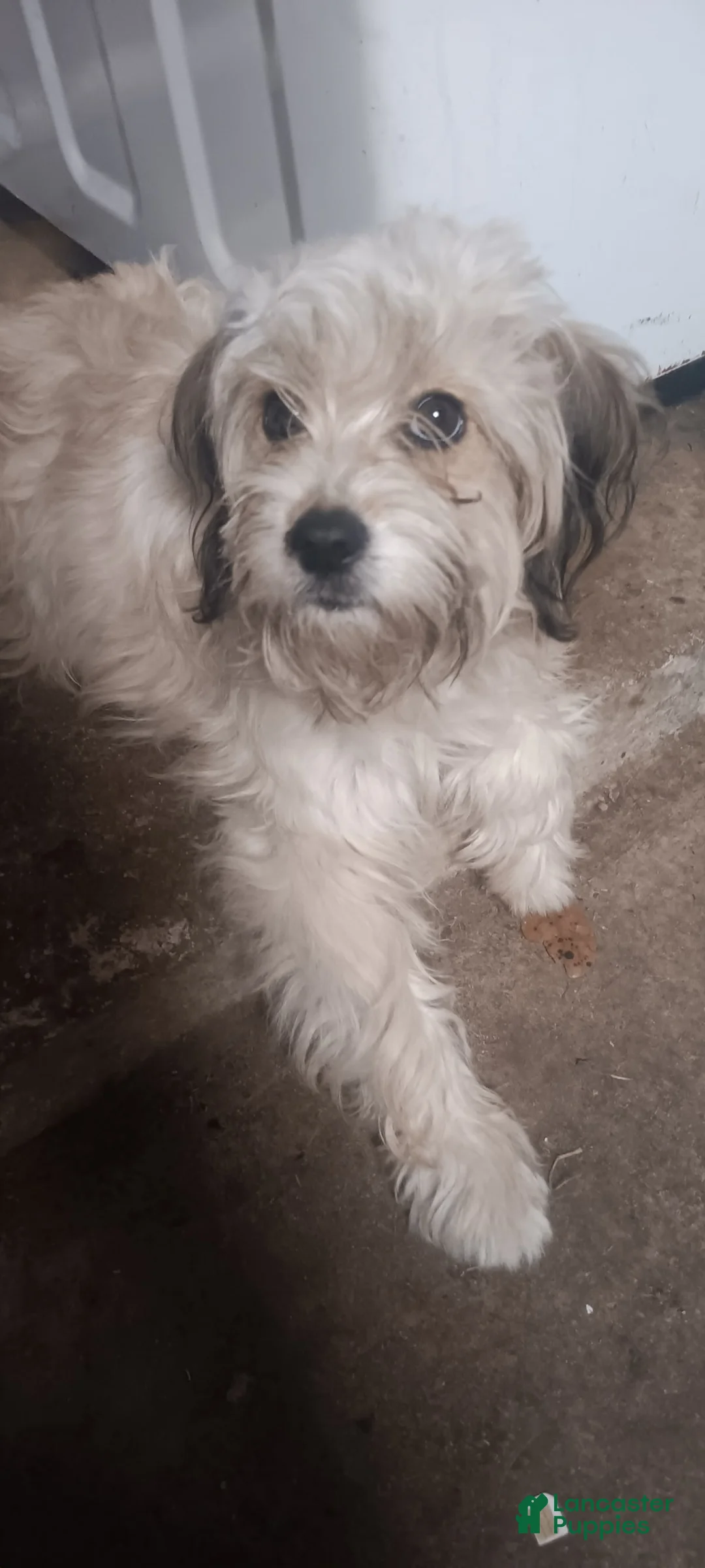 Gallery Image {{count}}