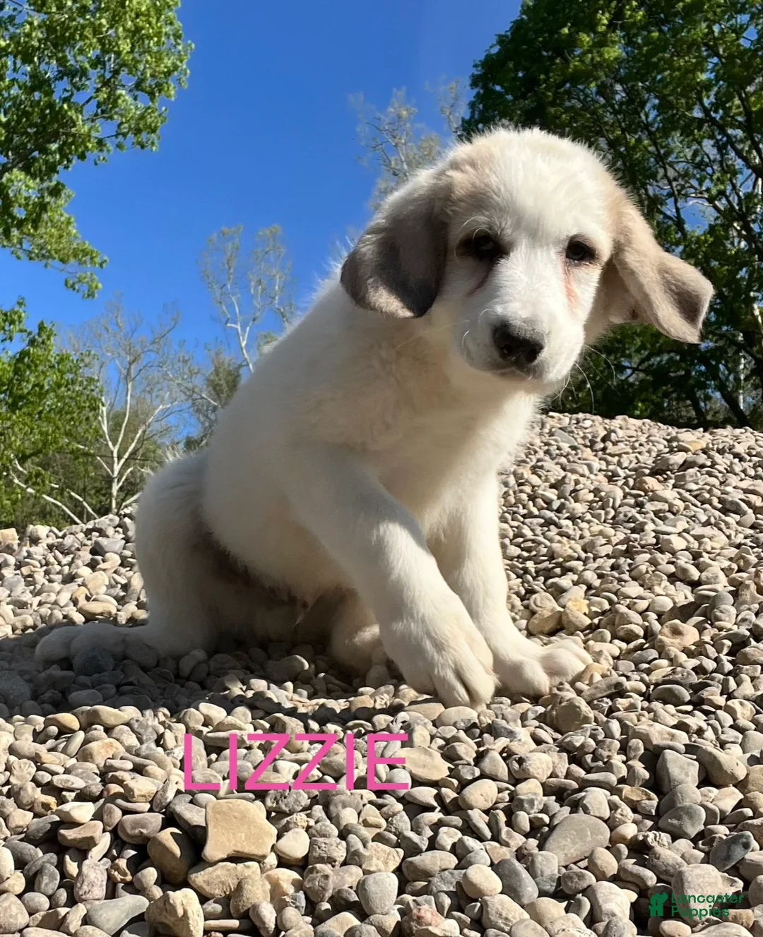 Great Pyrenees dogs for sale: Great Pyrenees Puppy 3 Lizzie - Ad 1