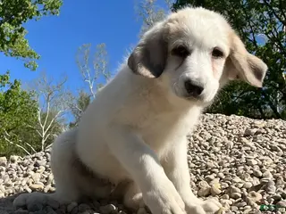 Great Pyrenees dogs Great Pyrenees Puppy 3 Lizzie - Ad 9