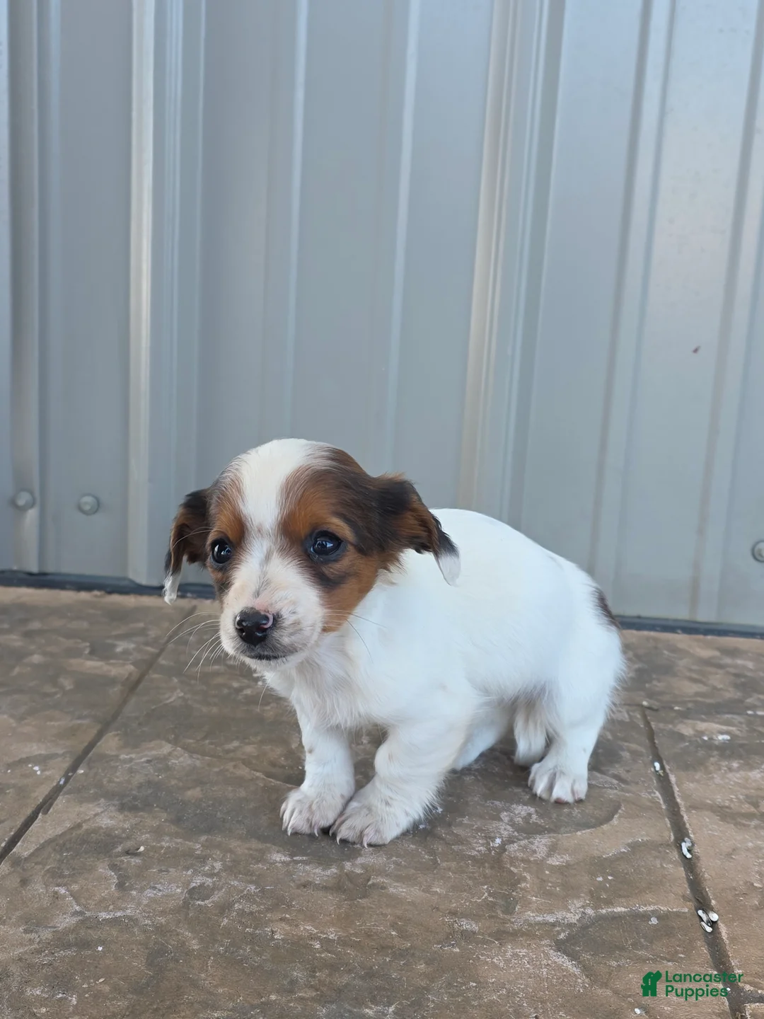 Miniature Dachshund dogs for sale: Daisy - Ad 4