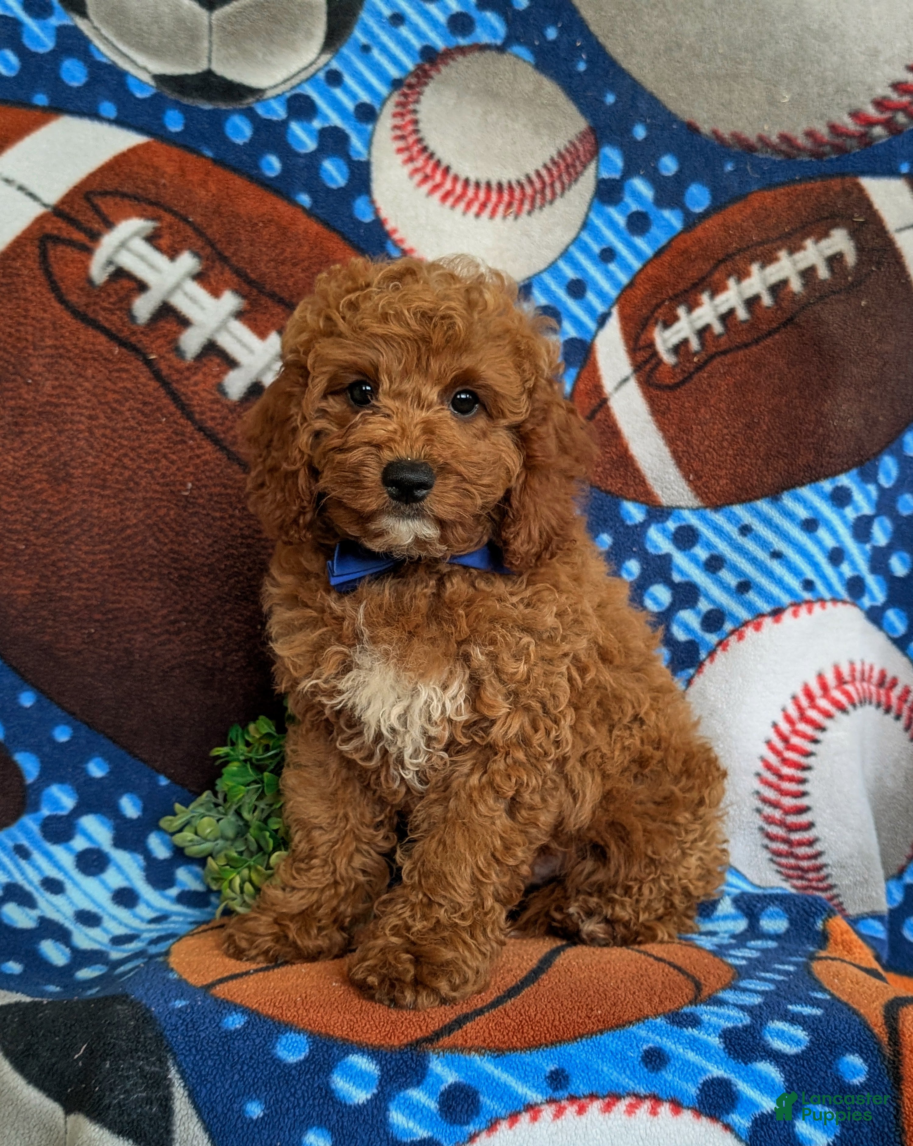 Cavapoo dogs Chase Hypoallergenic - Ad 2
