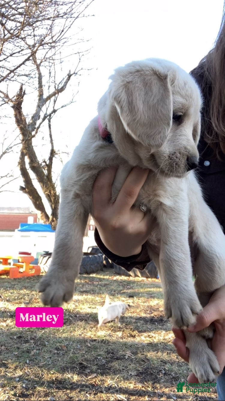 Labradoodle dogs for sale: Marley - Ad 4