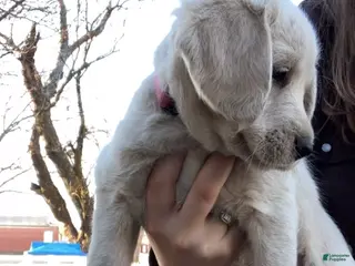 Labradoodle dogs for sale: Marley - Ad 4