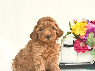 Toy Poodle dogs for sale: Posie - Ad 3