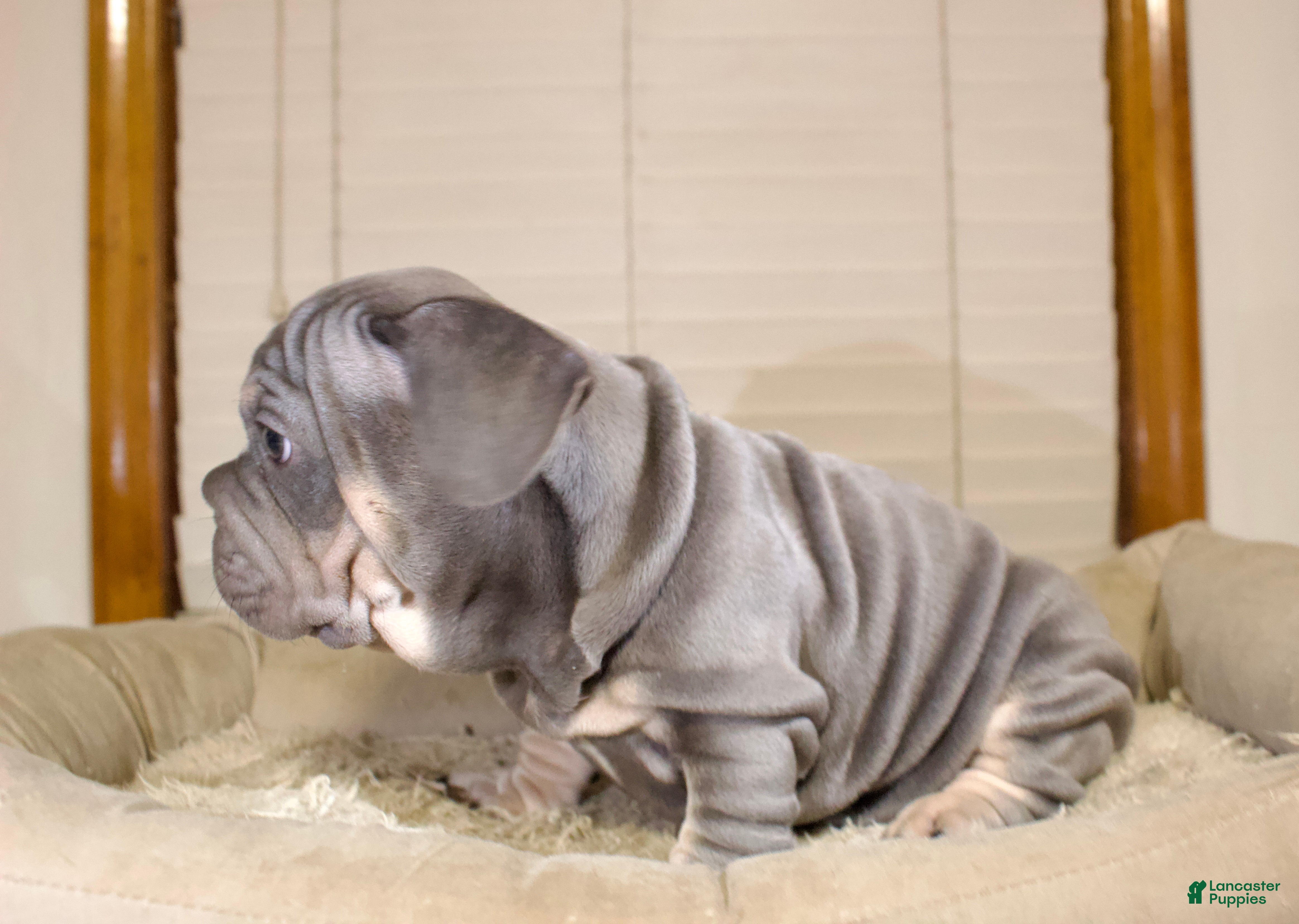 French Bulldog dogs Lazarys - Ad 1