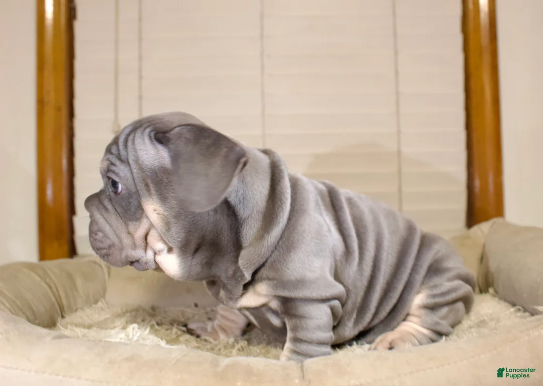 French Bulldog dogs for sale: Lazarys - Ad 1