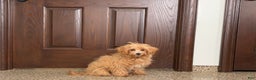 Maltipoo dogs for sale: Candy - Ad 1