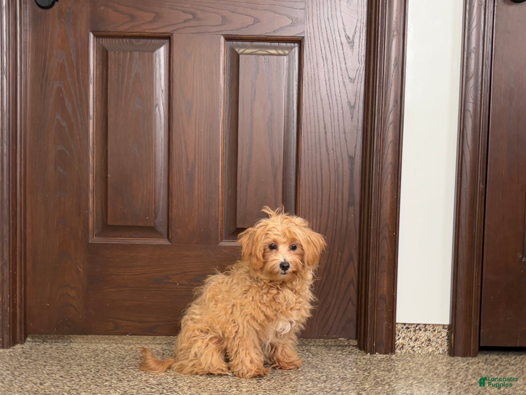 Maltipoo dogs for sale: Candy - Ad 1