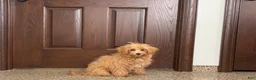 Maltipoo dogs for sale: Candy - Ad 2
