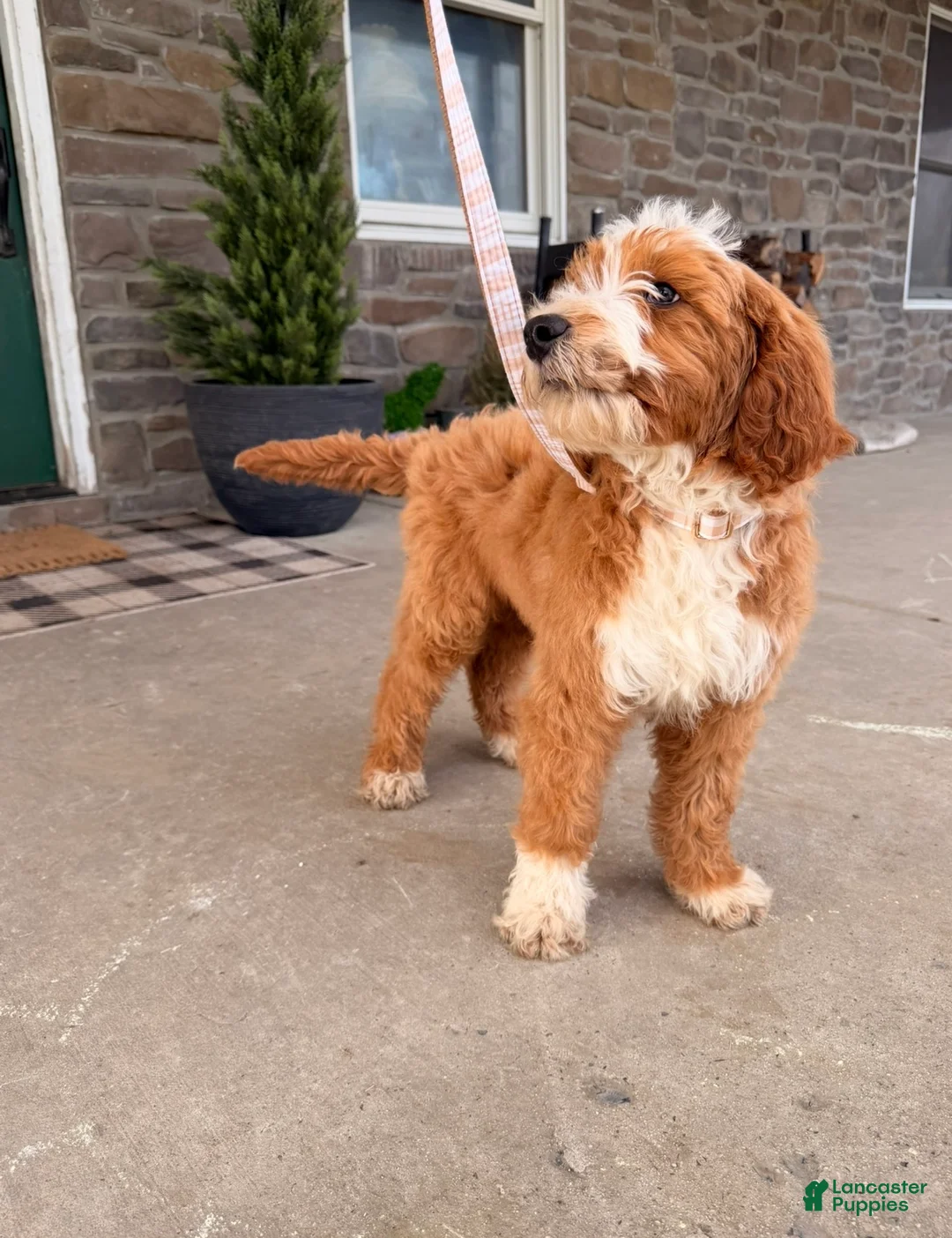 Bernedoodle dogs for sale: Bernedoodle Puppy 1 - Ad 5